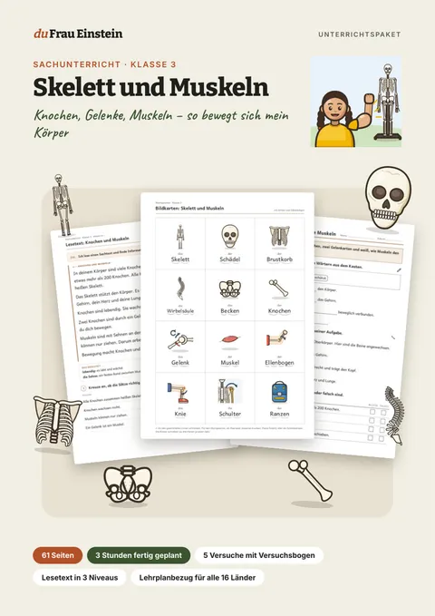 Cover: Skelett und Muskeln